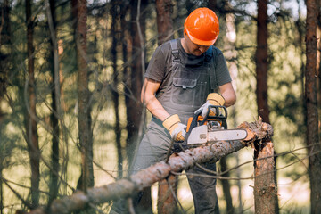 Obraz premium The logger uses a saw. A person using a saw while cutting wood