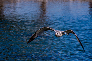 seagull in flight over the water