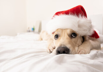 A golden retriever in a santa claus hat lies on the bed. christmas dog