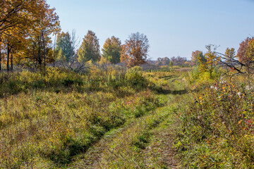 autumn meadow on a sunny day, forest in the background