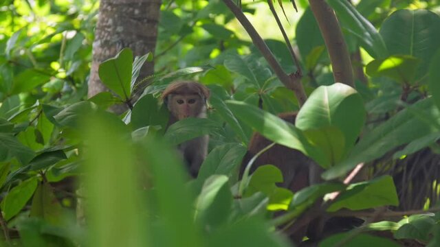 adorable adult monkeys with short red fur eat sitting among lush tropical forest branches close view slow motion. Concept tropical primate life