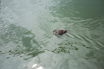 swimming mallard