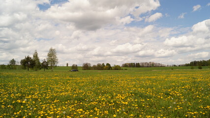 field of flowers