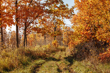 dirt road in an oak grove on an autumn sunny day