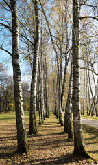 
golden birch alley