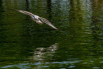 seagull in flight over the water