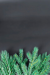 christmas background. green branches of christmas tree on black background