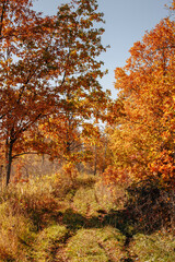 dirt road in an oak grove on an autumn sunny day