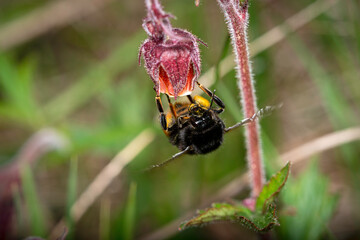 close up view of a bumblebee in natural habitat