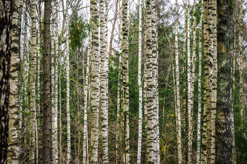 Birch forest. Birch Grove. White birch trunks. Autumn forest. Selective focus