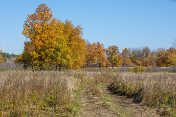autumn meadow on a sunny day, forest in the background