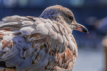 close up of a seagull