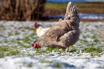 a hen seeeking food on meadow with snow