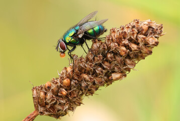 Common green bottle fly with a small bubble resting motionless on dry flower. Side view, closeup. Blurred light background. Genus species Lucilia sericata.