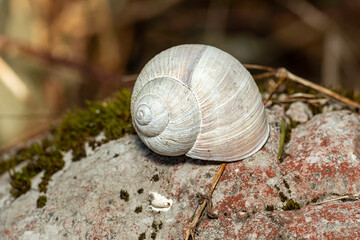 shell of a snail