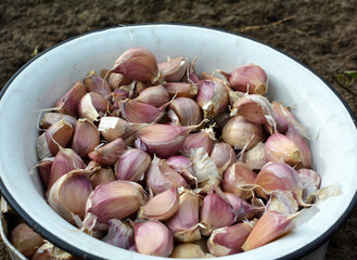 Separated cloves of garlic before planting in the ground
