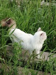 white cat on grass