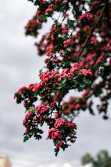 pink and green flowers