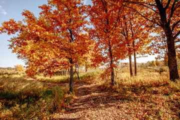 yellowed oaks in a grove on an autumn sunny day