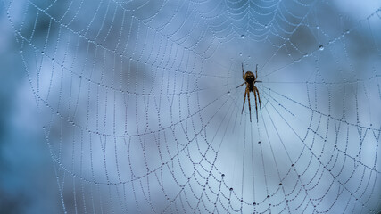 Spider in his web on a damp day with mist droplets on the strands of his web
