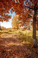 Obraz premium dirt road in an oak grove on an autumn sunny day