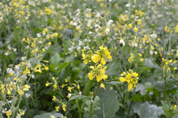 Fototapeta premium Mustard grows in the field, which will be used as a green organic fertilizer.