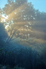 Fototapeta na wymiar Landscape view on a sunbeams coming through a tree during a sunrise.