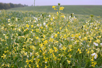 Mustard grows in the field, which will be used as a green organic fertilizer.