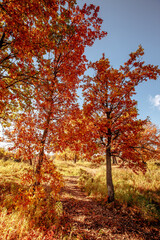 Fototapeta na wymiar dirt road in an oak grove on an autumn sunny day