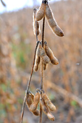 Soybeans ripen on the farmer's field