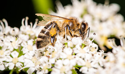 close-up view of a honey bee - Apis mellifica - gathering some pollen from a bloom 