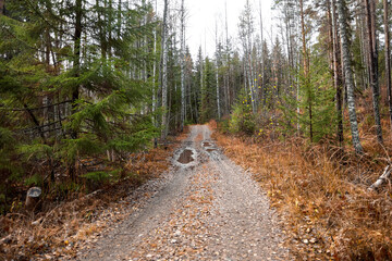 An old road in puddles in a fir forest.
