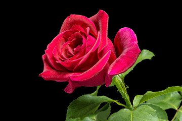 Red flower of rose, isolated on black background