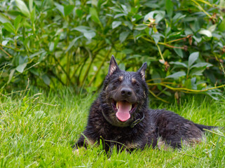 Black wet dog lying and its tongue in a green garden.