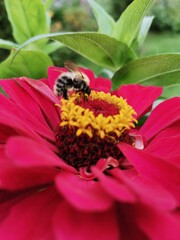 bee on flower