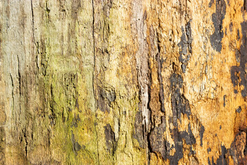 Wood of an old oak without bark, texture. Background picture.