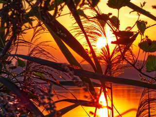 Focus on floral silhouettes during a sunset time.