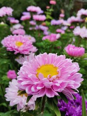 pink chrysanthemum flowers