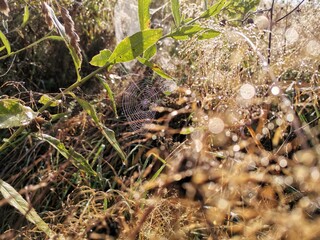 spider on the ground