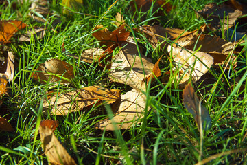 Green grass and fallen leaves on blurred autumn background. September mood.