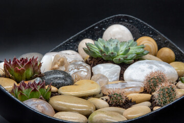 Fototapeta na wymiar Rectangular arrangement of succulents cactus succulents in a planter of stone