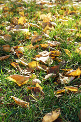 Autumn fallen leaves on green grass in park.