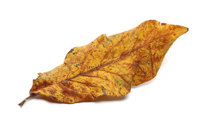 Yellow autumn medlar leaf isolated on white background