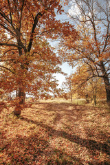 dirt road in an oak grove on an autumn sunny day