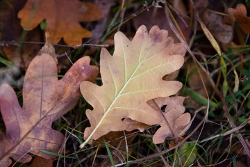 Naklejka na ściany i meble dry autumn oak leaf on grass