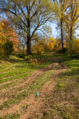 Fototapeta premium dirt road in an oak grove on an autumn sunny day
