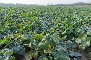 Frost and snow on the rapeseed field. Growing vegetables in the home garden. Cultivating fields. Sprouting and sprouting of crops.