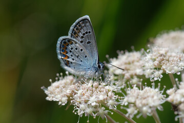 Idas Blue or Northern Blue (Plebejus idas)