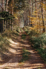 dirt road in a pine forest in autumn on a sunny day