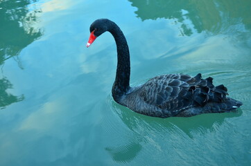 Fototapeta premium black swan on the water